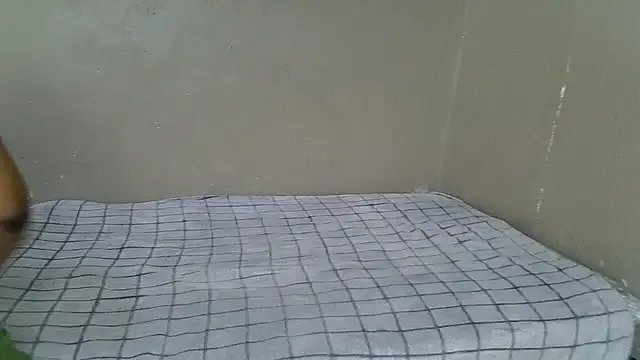 Bellabootie on StripChat