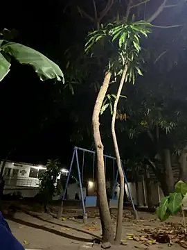 Daniel-900 on StripChat