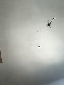 gaucha5 on StripChat