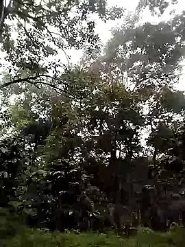 MirandaSingle on StripChat