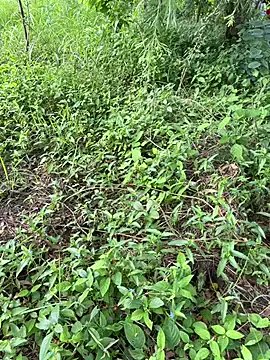 Miss__Malaika on StripChat