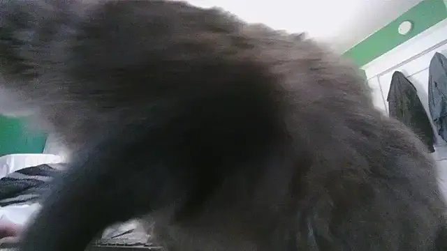 SadCatDaddy on StripChat