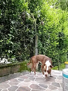 sebasxx97 on StripChat